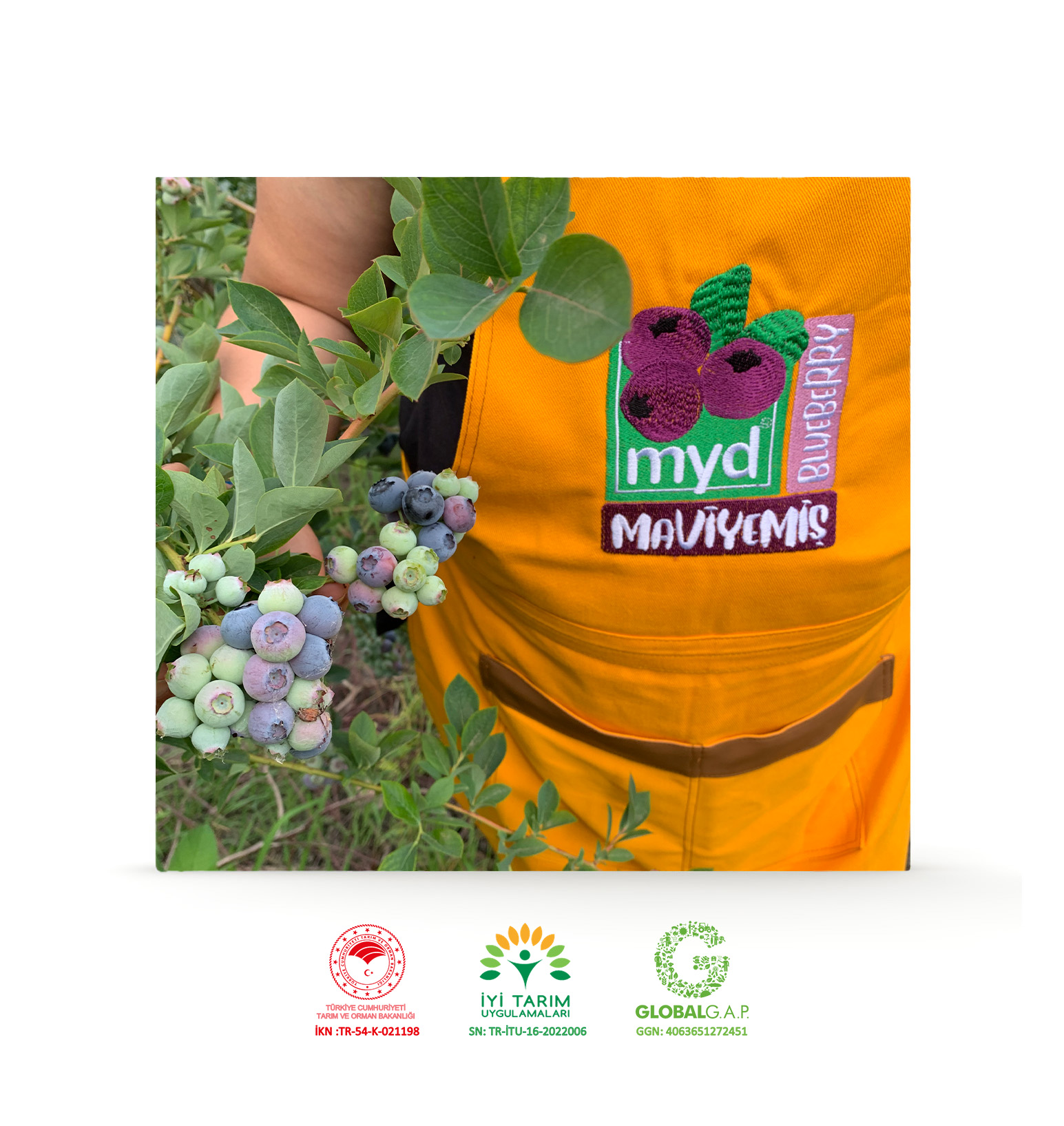 Maviyemiş
